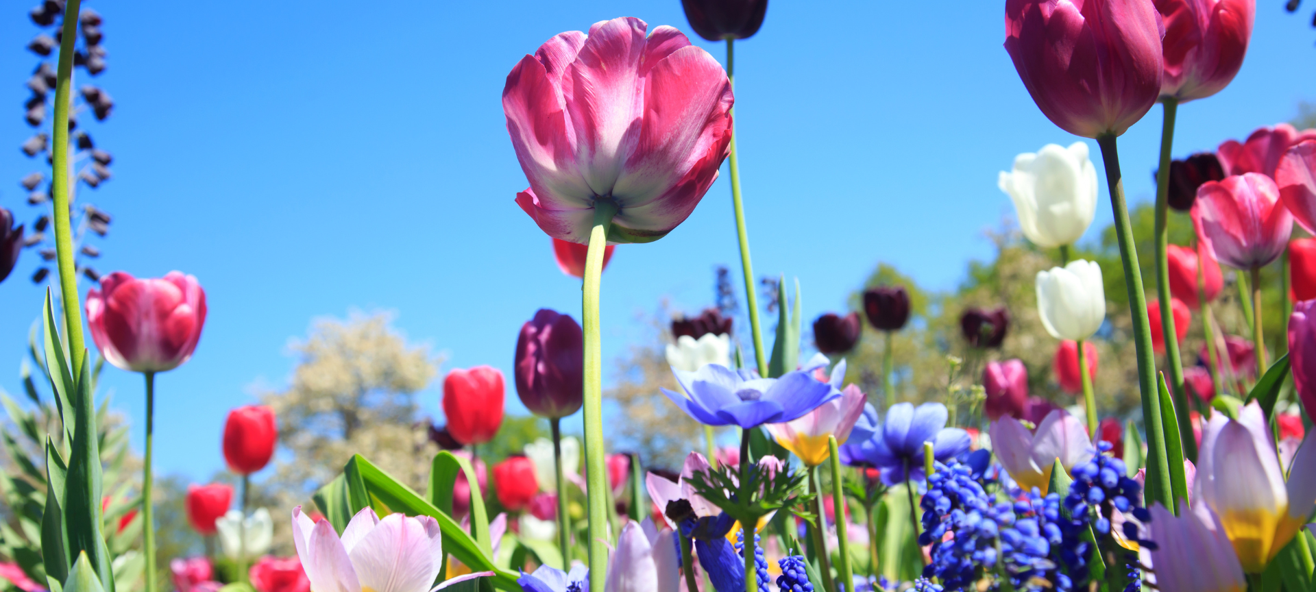 Gartenarbeit im Frühling: bunte Frühjahrsblüher mit blauem Himmel im Hintergrund