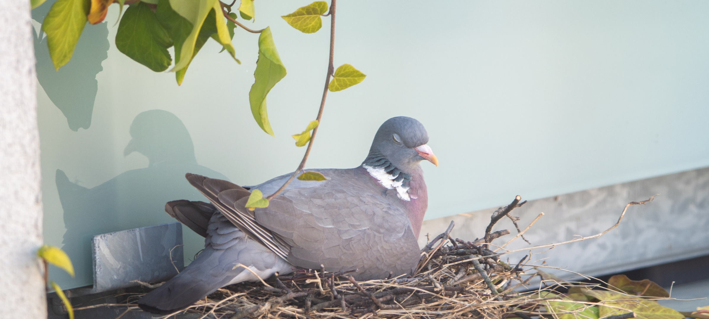 Ente, Taube und Co. - Nachwuchs auf dem eigenen Balkon