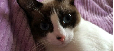 Katze Rosi wird seit dem 05.07.2020 in Ratingen vermißt